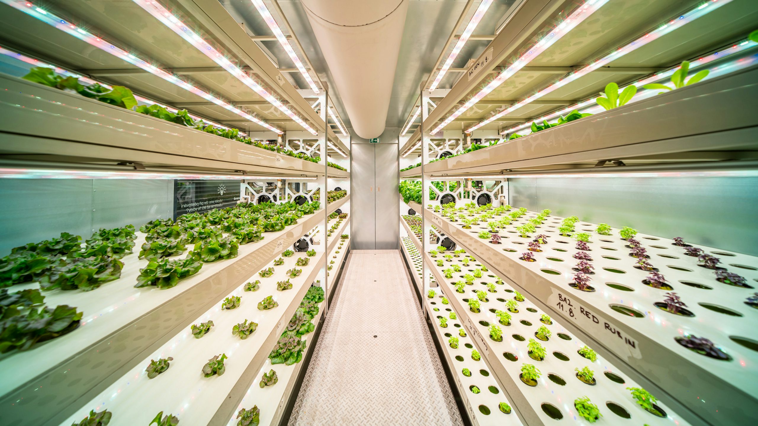 Green plants grow in vertical containers inside brightly lit shipping container.