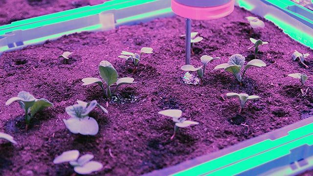 A bakery and confectionery shop with an indoor garden featuring plants and flowers.