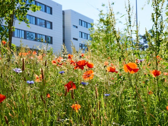 Integrating biodiversity into every stage of the real estate lifecycle