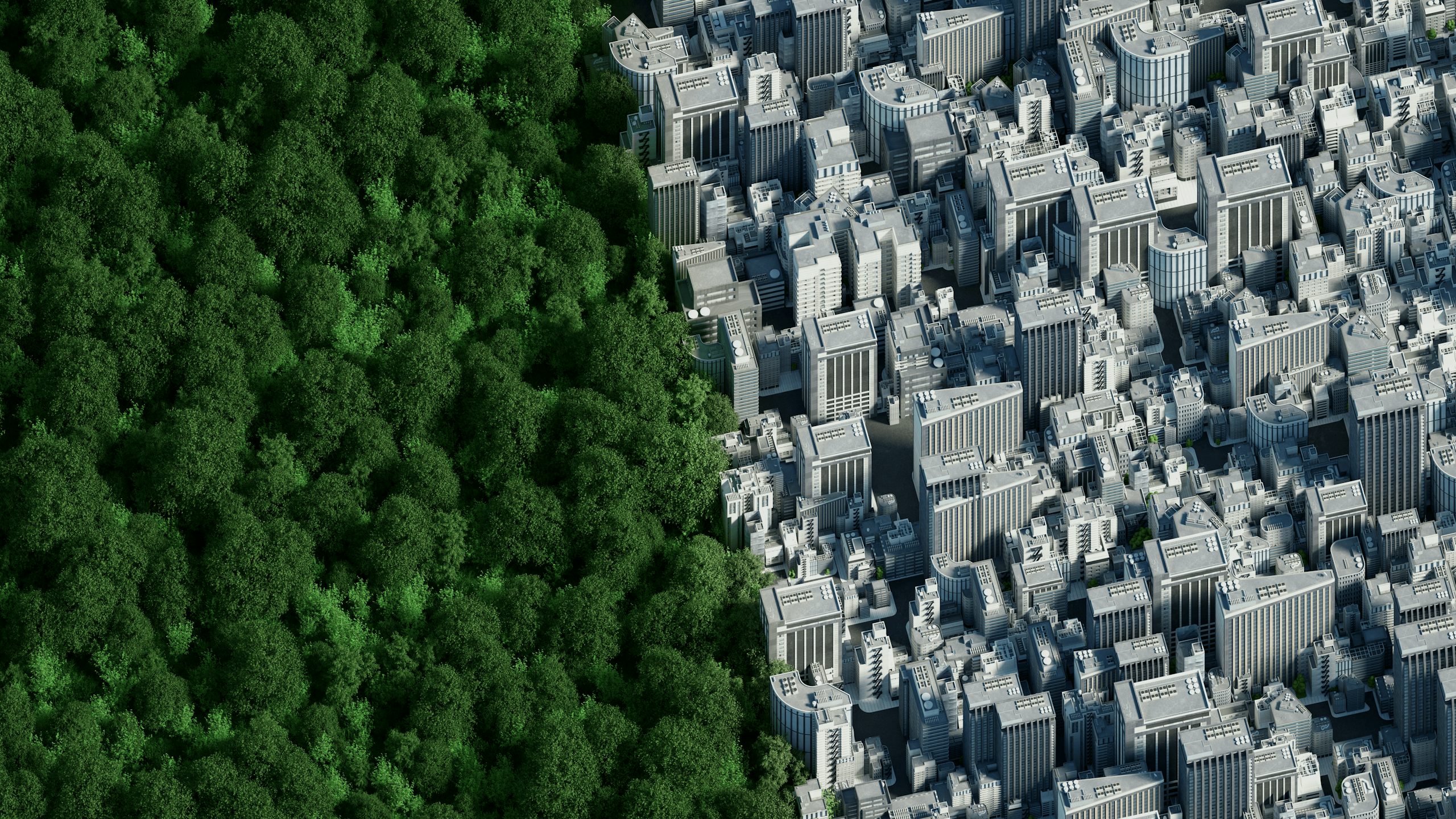 A desaturated image of a city forest with tall trees and a clear sky. 