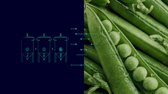Close-up of peas in a pod next to a blueprint representing digitalisation