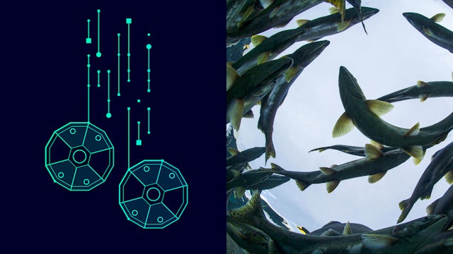 Fish swimming in a circle by a graphic.
