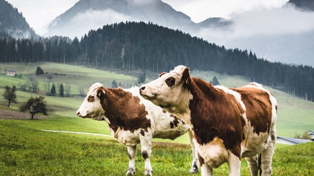 Cows in pasture with mountains in background.