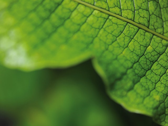 A fertilizer product advertisement featuring a leaf with a green background.