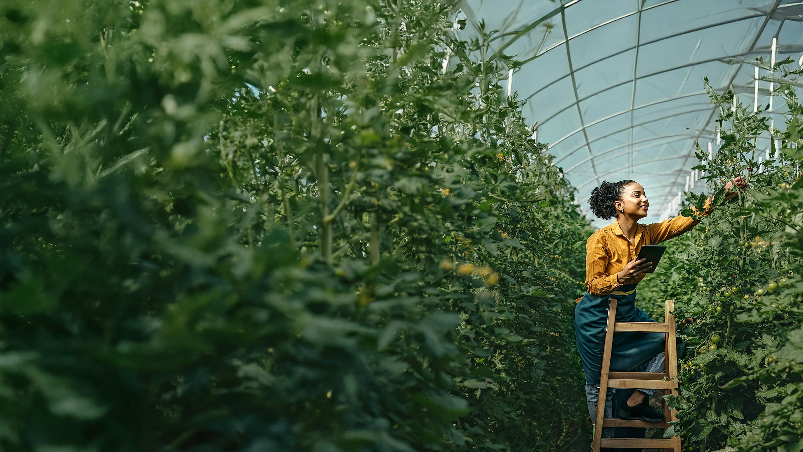A modern greenhouse with a focus on sustainable infrastructure and eco-friendly practices.