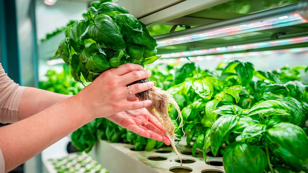 The image shows a hydroponic system with plants growing in a controlled environment.