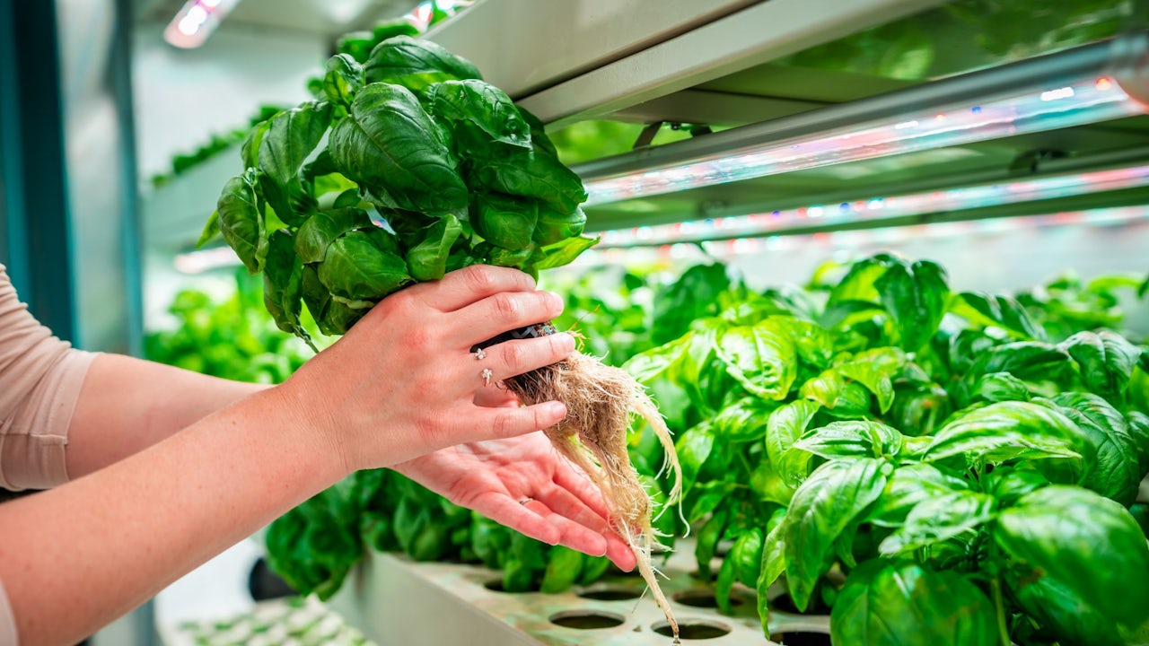 A person pulls basil plant out of planter box to show its root system.