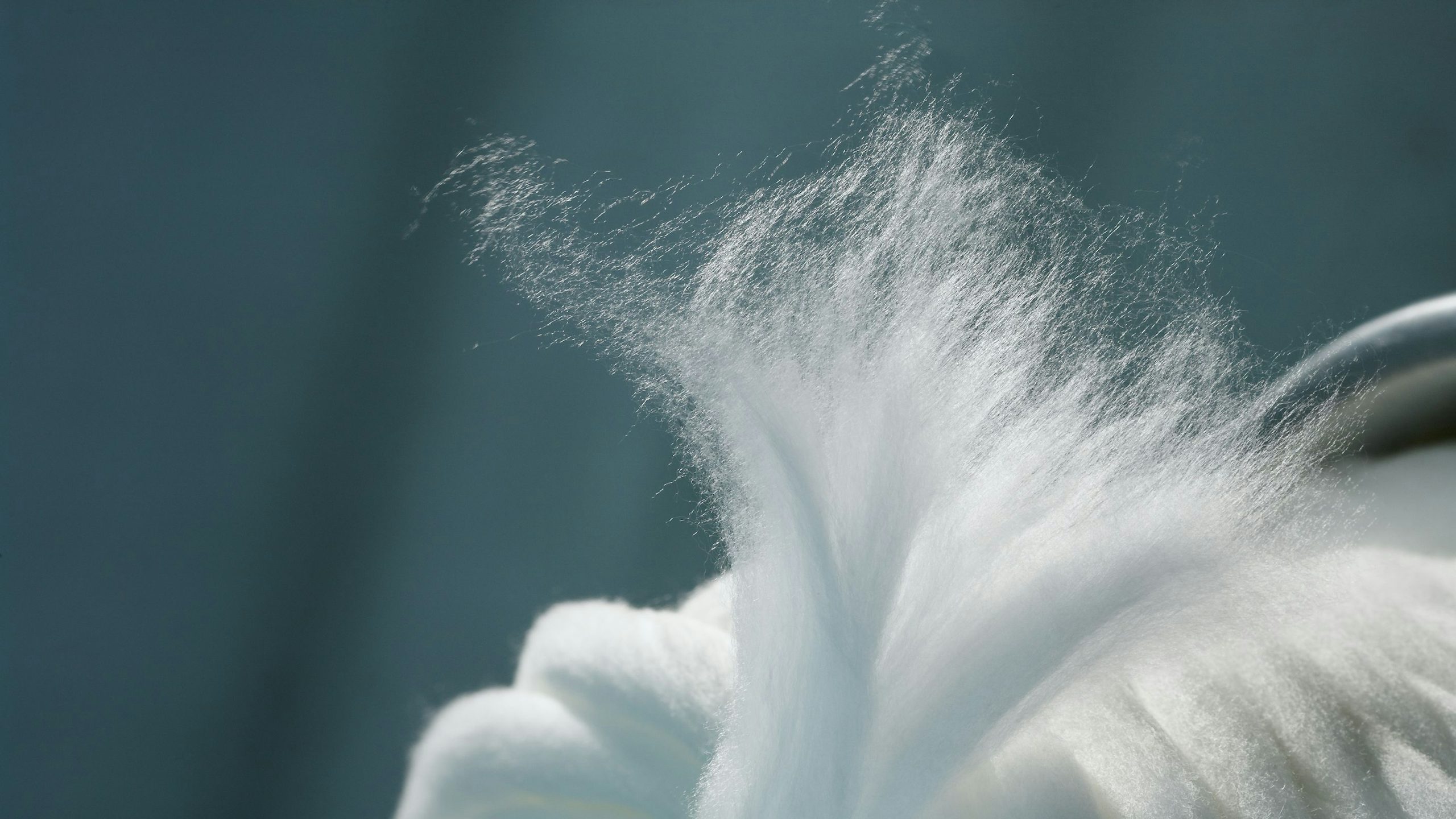 A close-up of Lenzing fibers, a type of textile material, with a focus on their texture and appearance. 