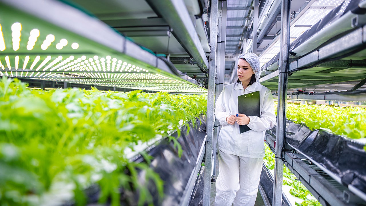 The image shows a vertical farm with rows of lettuce crops growing under artificial lighting.