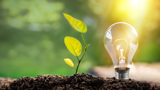 A light bulb and plant in dirt to represent renewable and sustainable energy.