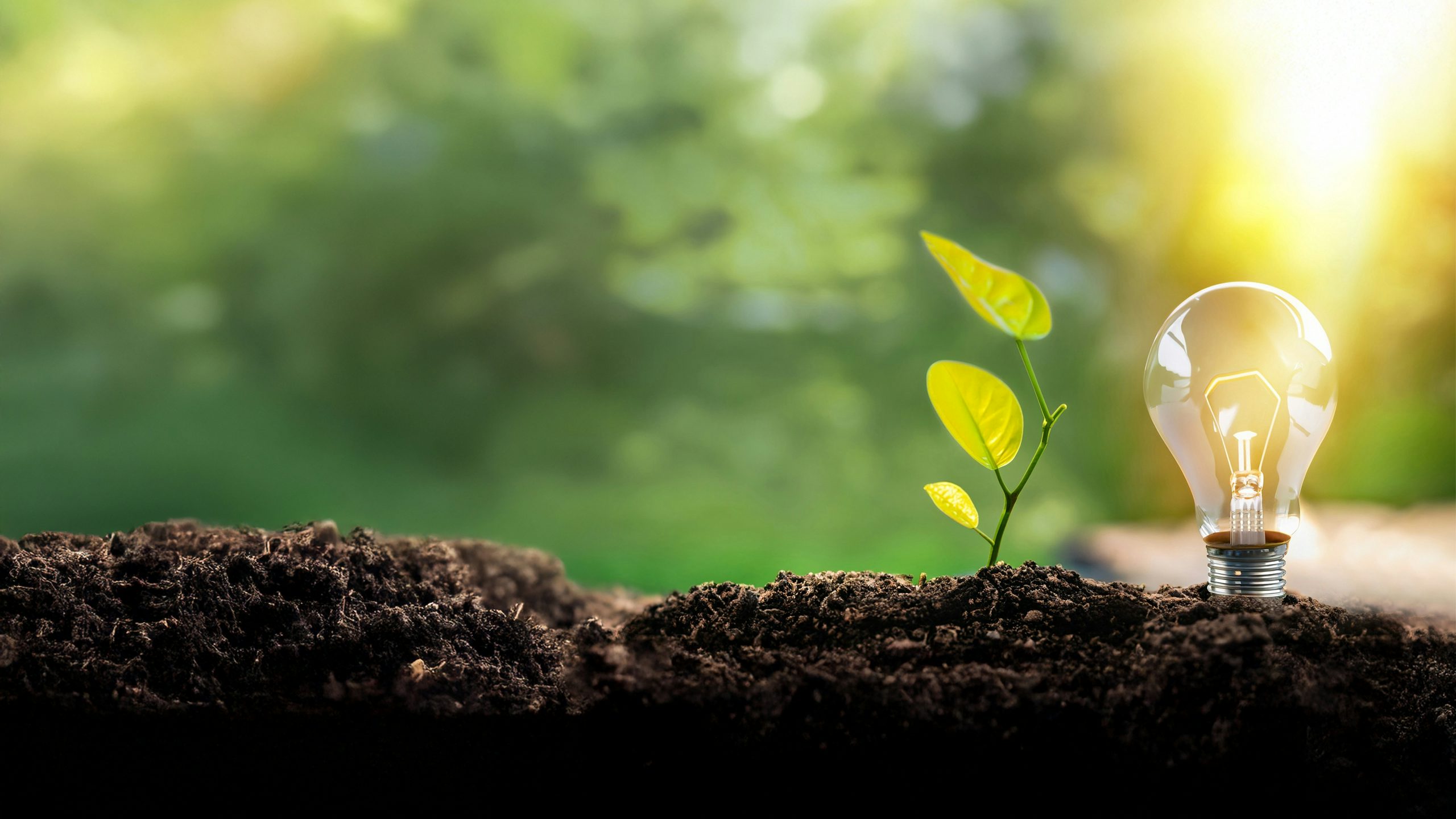 A light bulb and plant in dirt to represent renewable and sustainable energy.