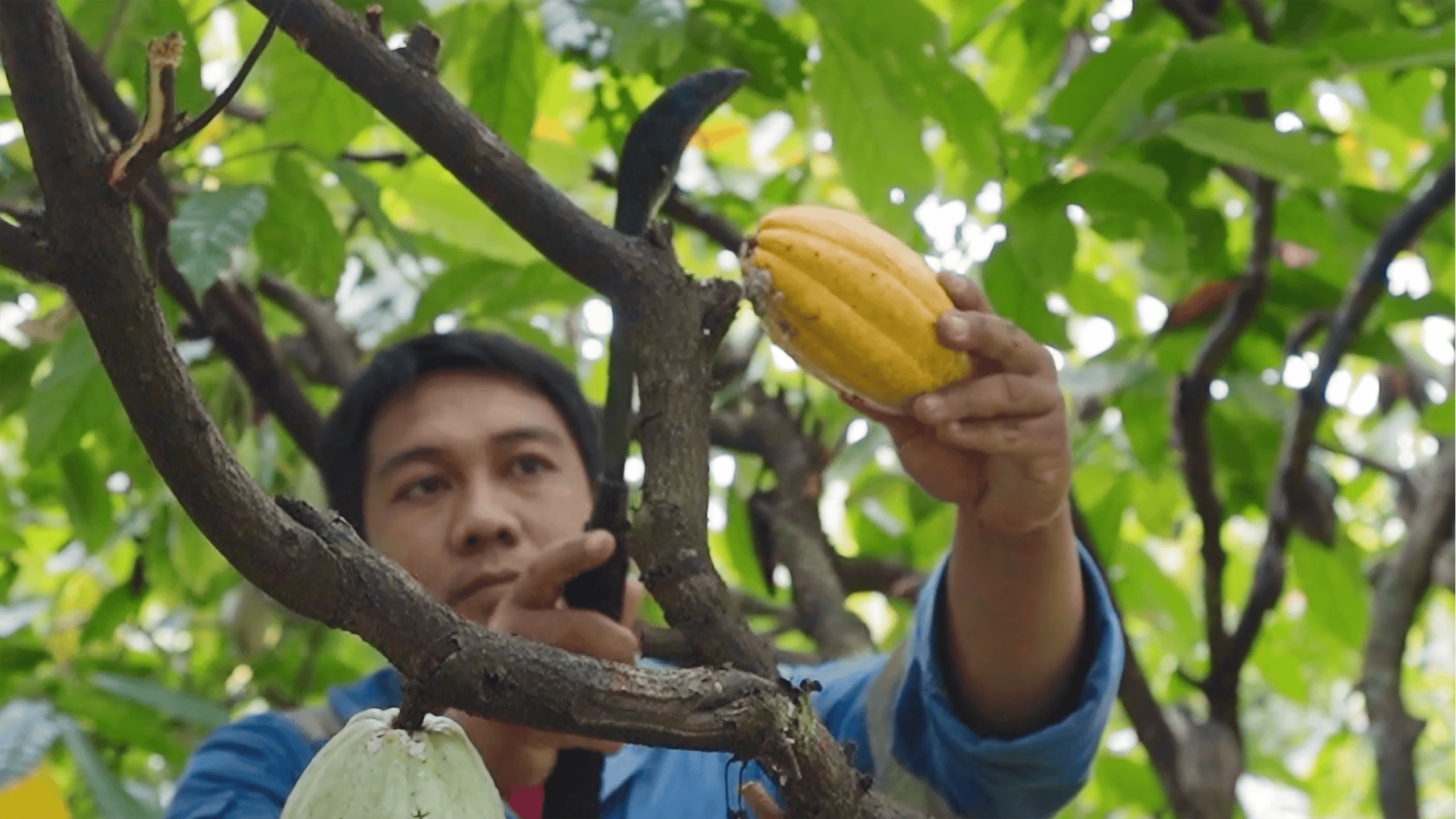 A man picks a cocoa plant from a tree.